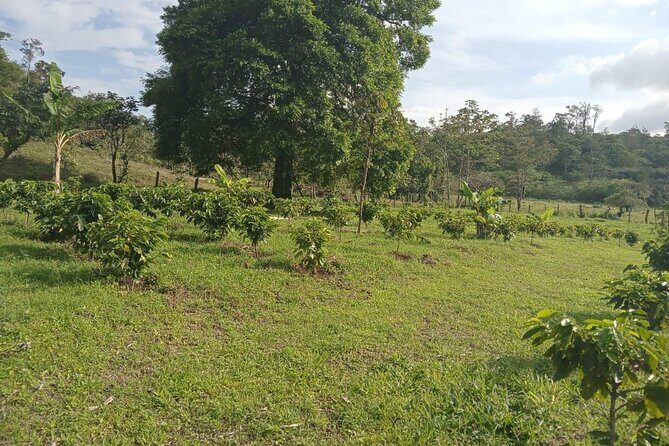 Frogs-Sloths and Coffee- Chocolate Tour - Who Should Consider This Tour?