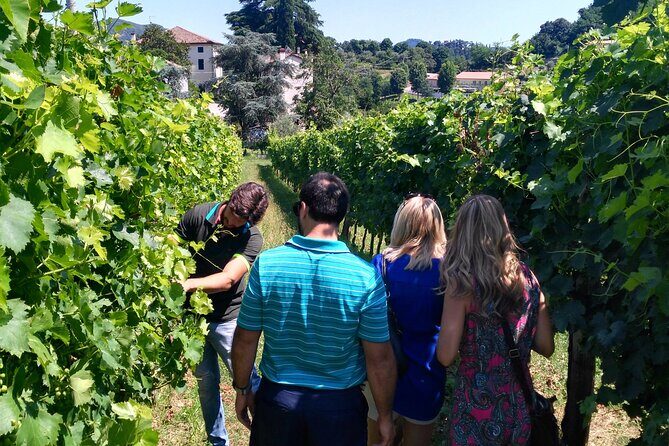 From Abano Montegrotto, Wine Tour in the Euganean Hills - The Sum Up: Is This Tour Right for You?