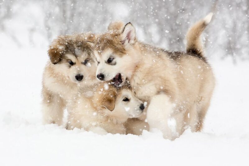 From Abisko: Dog Sledding Excursion to Kiruna with Fika - Key Points