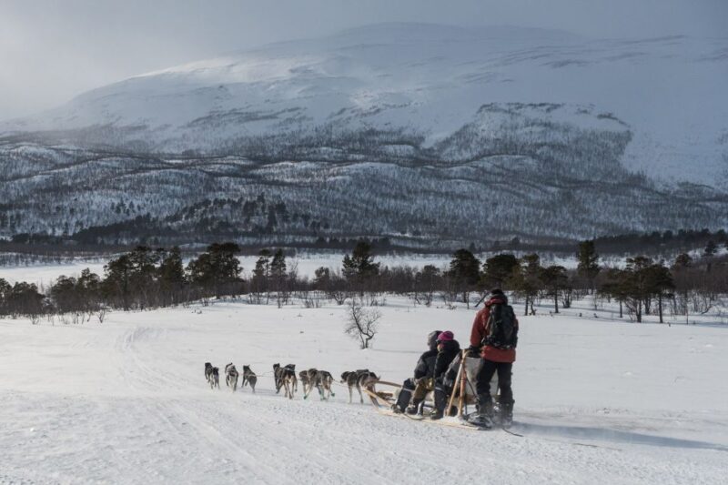 From Abisko: Dog Sledding Excursion to Kiruna with Fika - A Deep Dive Into the Sledding Adventure