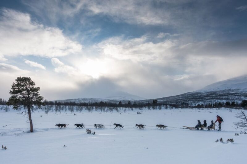 From Abisko: Dog Sledding Excursion to Kiruna with Fika - Who Will Love This Experience?
