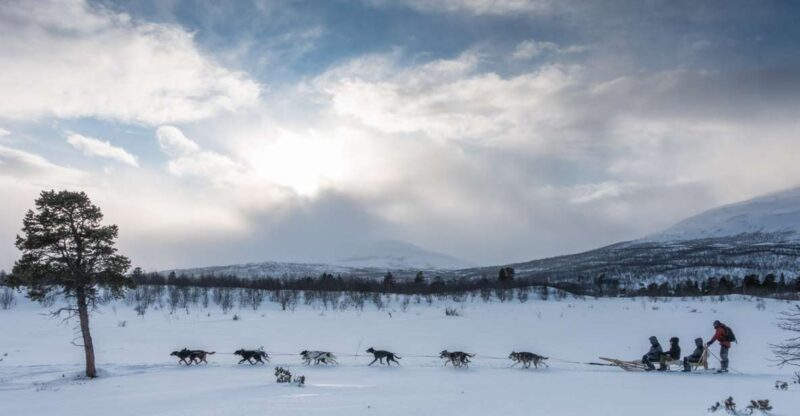 From Abisko: Dog Sledding Excursion to Kiruna with Fika - The Sum Up: The Real Deal in Arctic Adventure