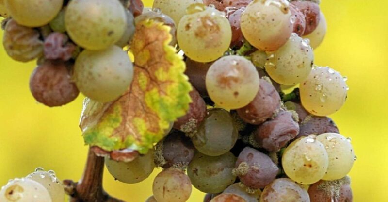 From Adelaide: Clare Valley Winery Tour - Frequently Asked Questions