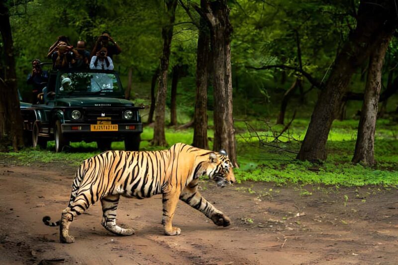 From Agra: 2 Days 1 Night Ranthambore Tiger Safari Tour - An In-Depth Look at the Ranthambore Safari Tour