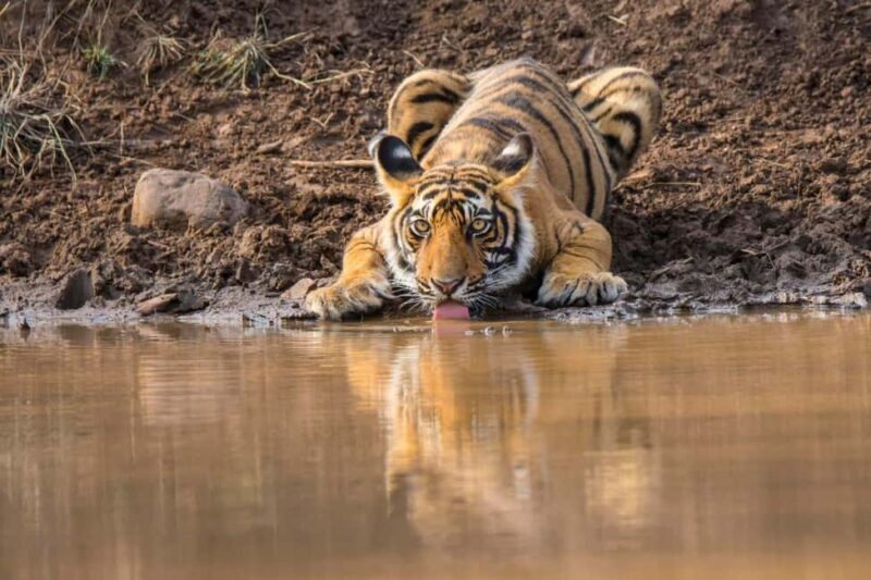 From Agra: 2 Days 1 Night Ranthambore Tiger Safari Tour - FAQ