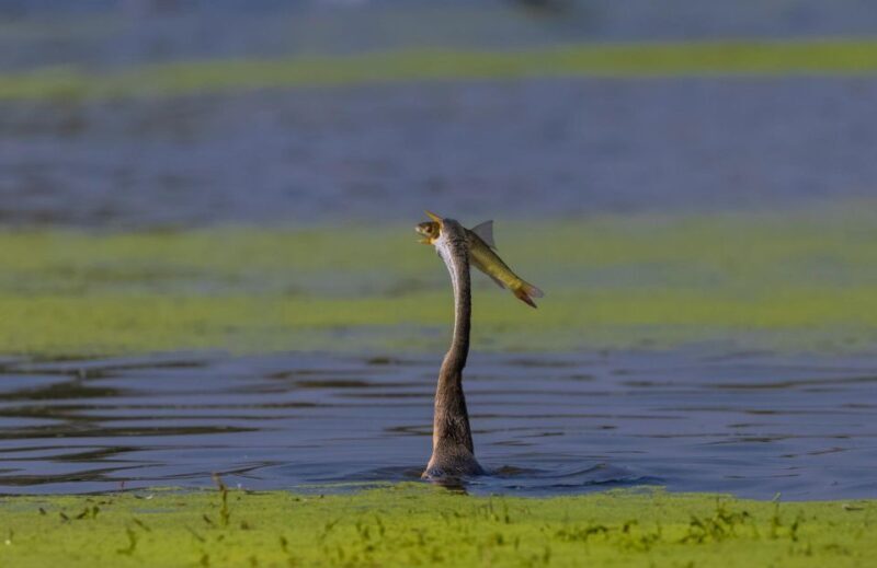 From Agra: Taj Mahal, Fatehpur Sikri & Bird Safari Tour - Ending the Day: Reflecting on a Full Day of Discovery