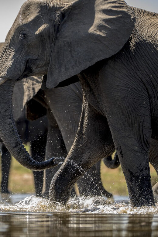 From Agra: Taj Mahal Tour w/ Elephant Conservation - Authentic Feedback from Travelers