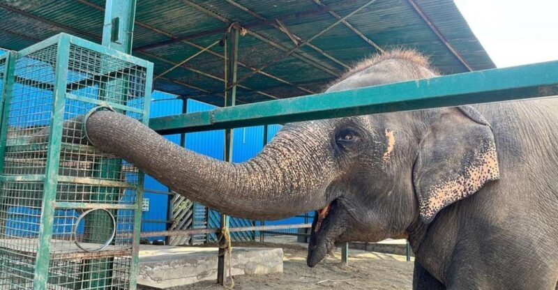 From Agra: Visit to Wildlife SOS Elephant Conservation Trip - Authentic Reviews and What They Tell Us