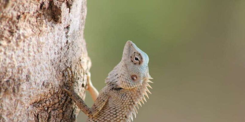 From: Ahungalla/Ambalangoda/Kosgoda/Balapitiya - YALA Safari - Who Would Benefit from This Safari?