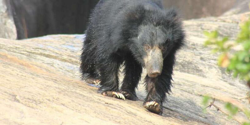 From: Ahungalla/Ambalangoda/Kosgoda/Balapitiya - YALA Safari - Frequently Asked Questions