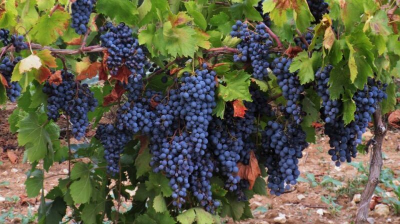 From Aix-en-Provence: Half-day Wine Tour Cezanne Countryside - Frequently Asked Questions