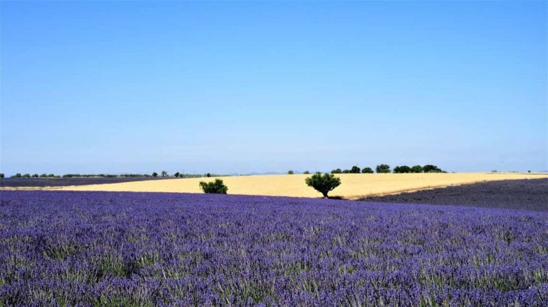 From Aix-en-Provence : Sunset Lavender Tour in Valensole - The Sum Up