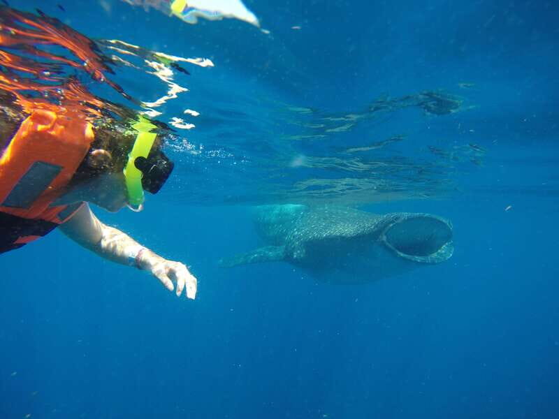From Akumal: Whale Shark Tour - From Akumal: Whale Shark Tour — An Up-Close Encounter with Nature’s Gentle Giants