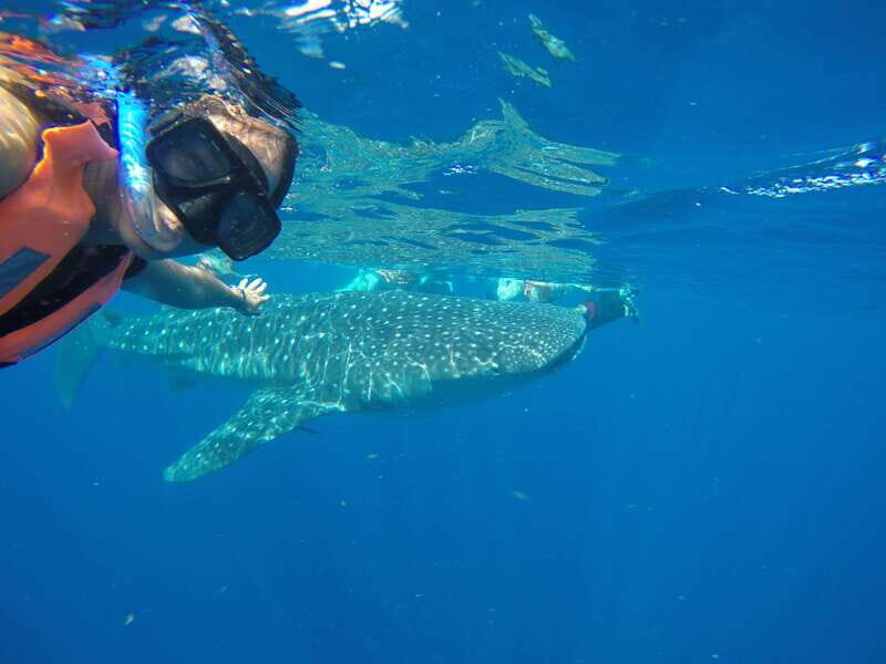 From Akumal: Whale Shark Tour - Who Would Love This Tour?