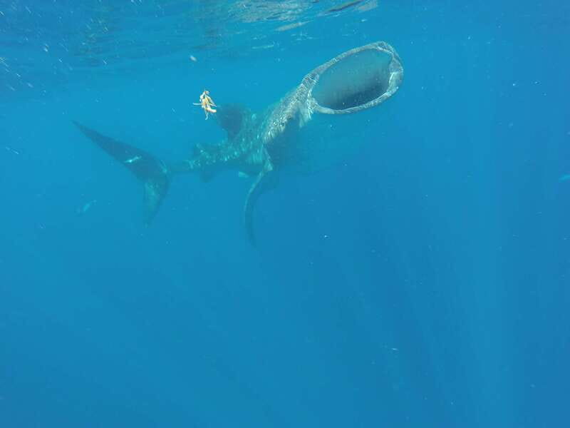 From Akumal: Whale Shark Tour - FAQ