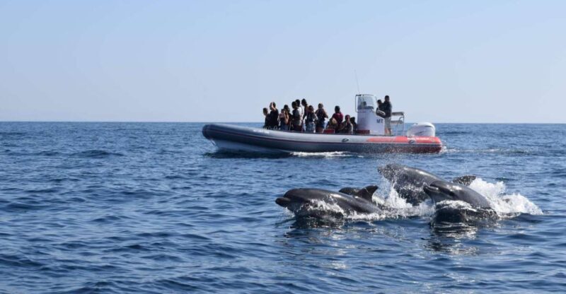 From Albufeira: Benagil Caves and Dolphins Guided Boat Tour - Who Is This Tour Best For?