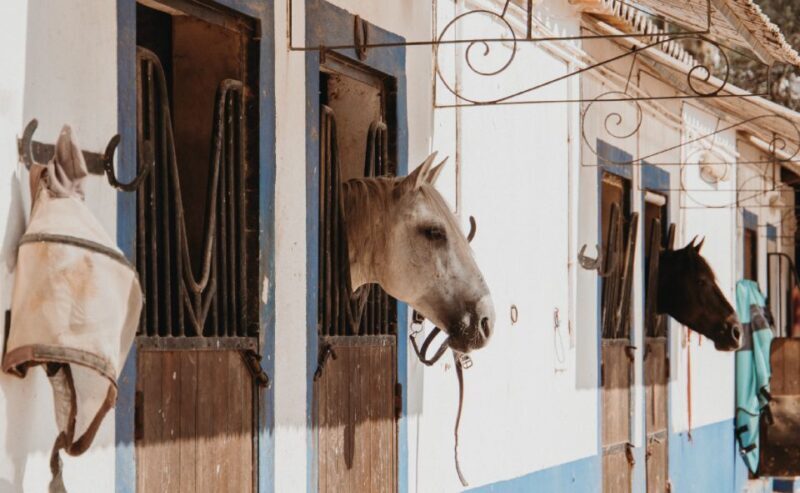 From Albufeira: Half-Day Hidden Gems & Horse Riding Tour - From Albufeira: Half-Day Hidden Gems & Horse Riding Tour — A Practical Look