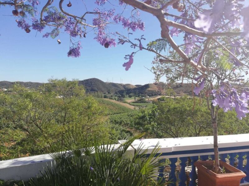 From Albufeira: Half-Day Winery Tour and Silves - Exploring the Itinerary: What to Expect