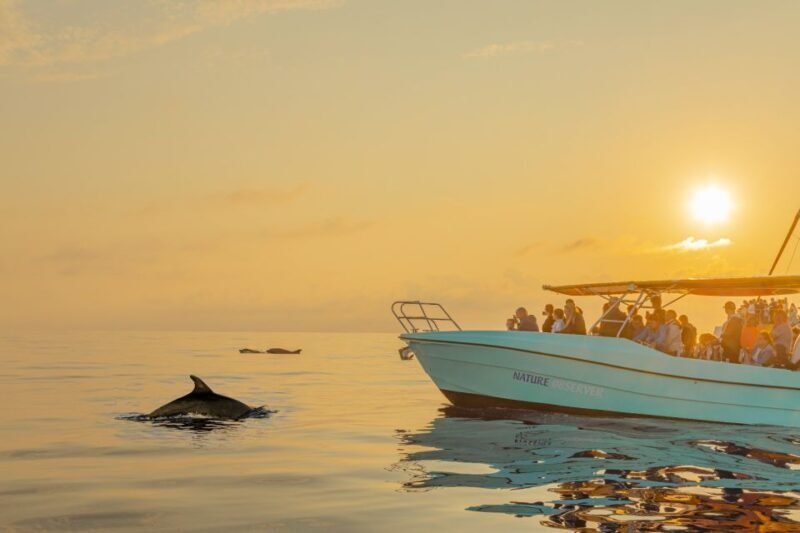 From Alcudia: Sunrise Dolphin Watching Boat Tour - The Experience in Detail