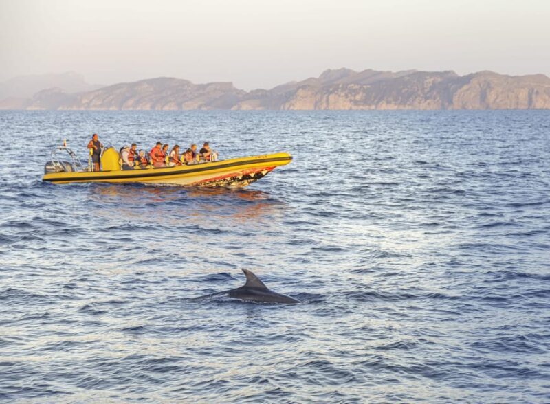 From Alcudia: Sunrise Dolphin Watching Boat Tour - FAQ