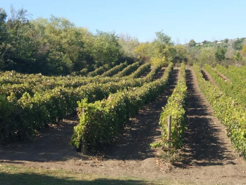From Alicante: 3 Generation Family Owned Winery  4 testings - Final Thoughts