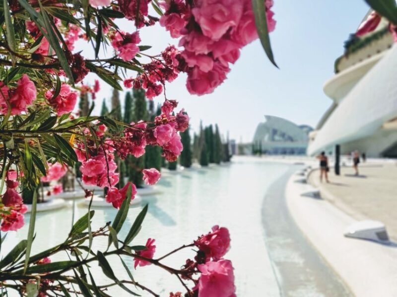From Alicante: Valencia Full-Day Guided Tour - Food and Free Time