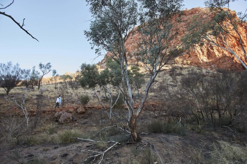 From Alice Springs: West MacDonnell Ranges Half Day Trip - The Sum Up: Why Choose This Tour?