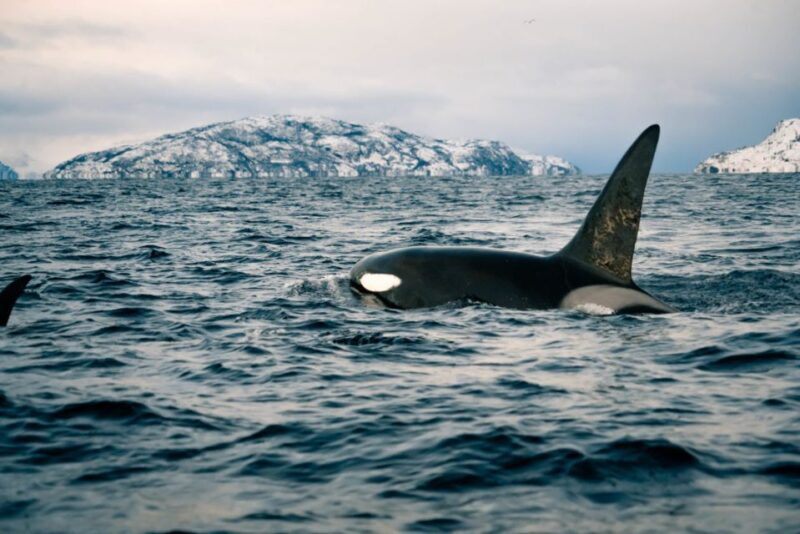 From Alta: Small Group Whale Watching by RIB - Key Points