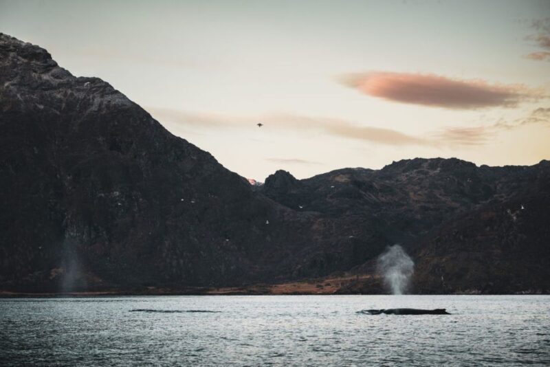From Alta: Small Group Whale Watching by RIB - An In-Depth Look at the Whale-Watching Experience