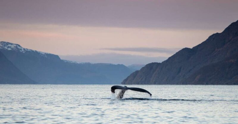 From Alta: Small Group Whale Watching by RIB - FAQ