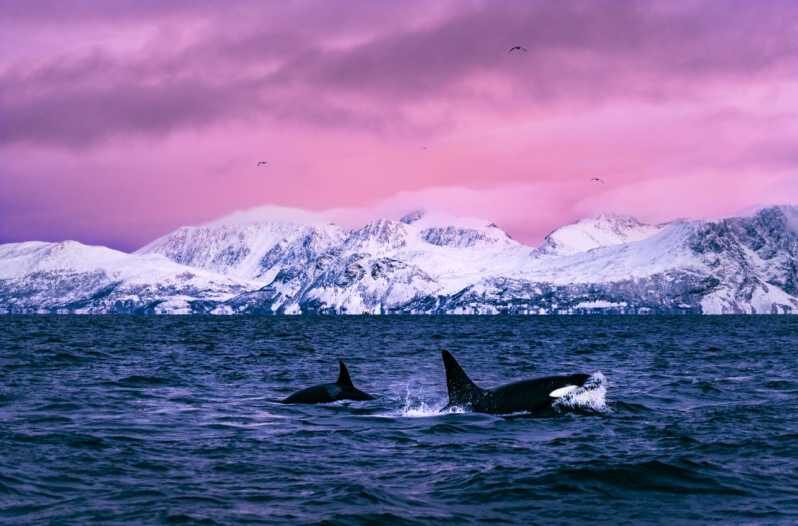 From Alta: Whale and Seabird Cruise - Exploring Norways Marine Wildlife on a Whale and Seabird Cruise from Alta