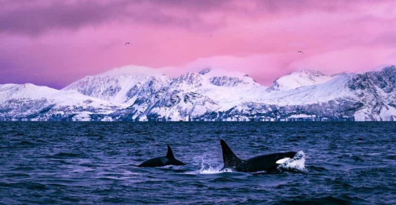 From Alta: Whale and Seabird Cruise - The Experience in Detail