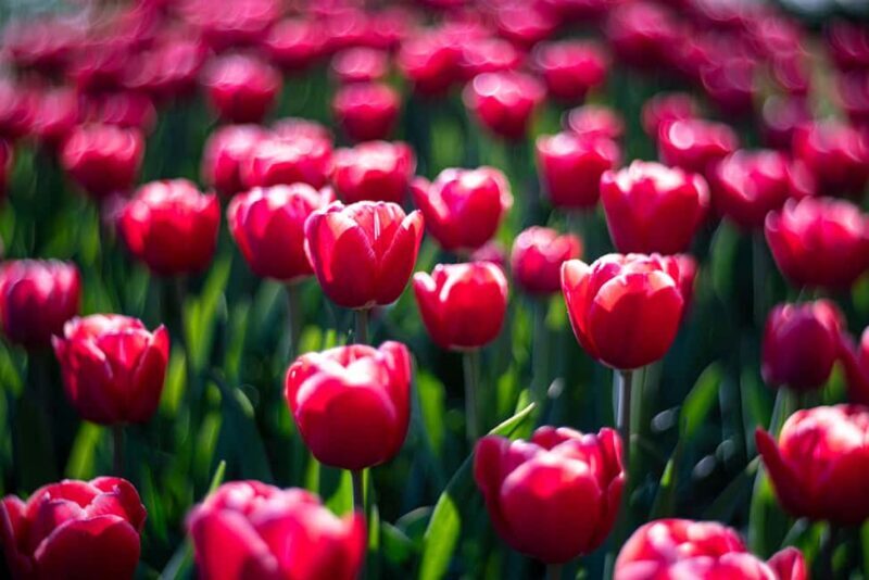 From Amsterdam: Day Trip Madurodam and Keukenhof Gardens - From Amsterdam: Day Trip Madurodam and Keukenhof Gardens