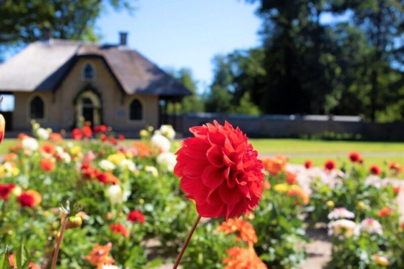 From Amsterdam: Holland Flower and Windmill Tour - summer ed - Exploring the Holland Flower and Windmill Tour in Detail