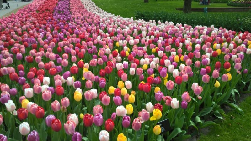 From Amsterdam: Keukenhof and Zaanse Schans Small Group Tour - A Detailed Look at the Experience