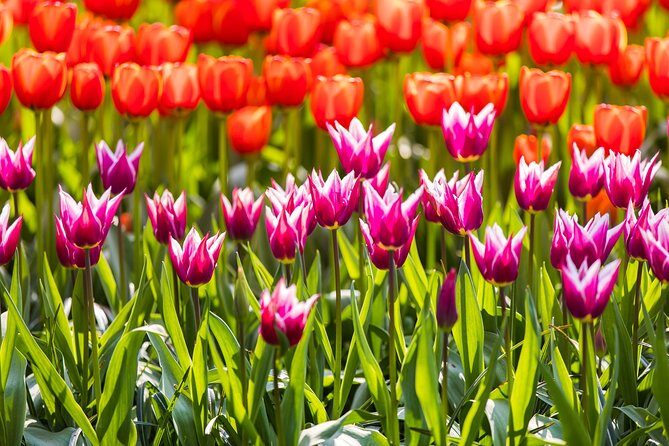 From Amsterdam: Keukenhof Gardens Ticket and Transfer - Who Will Love This Tour?