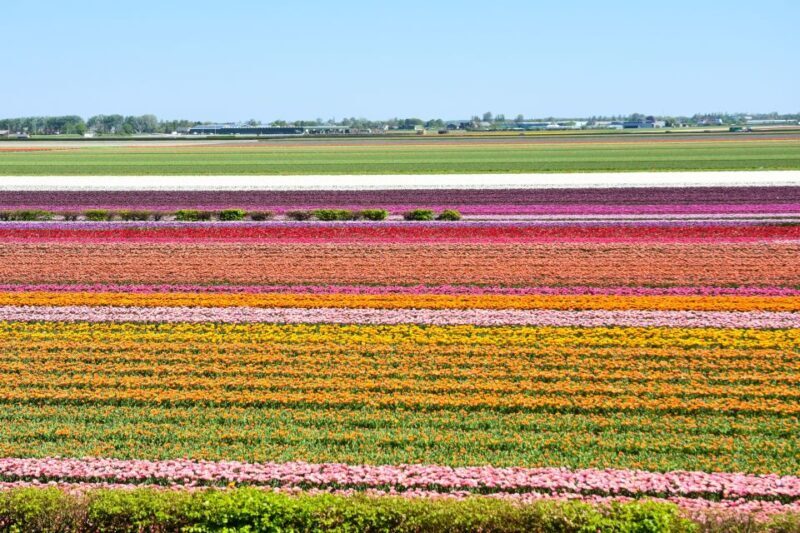 From Amsterdam: Keukenhof Gardens & Tulip Experience Tour - What to Expect and Practical Tips
