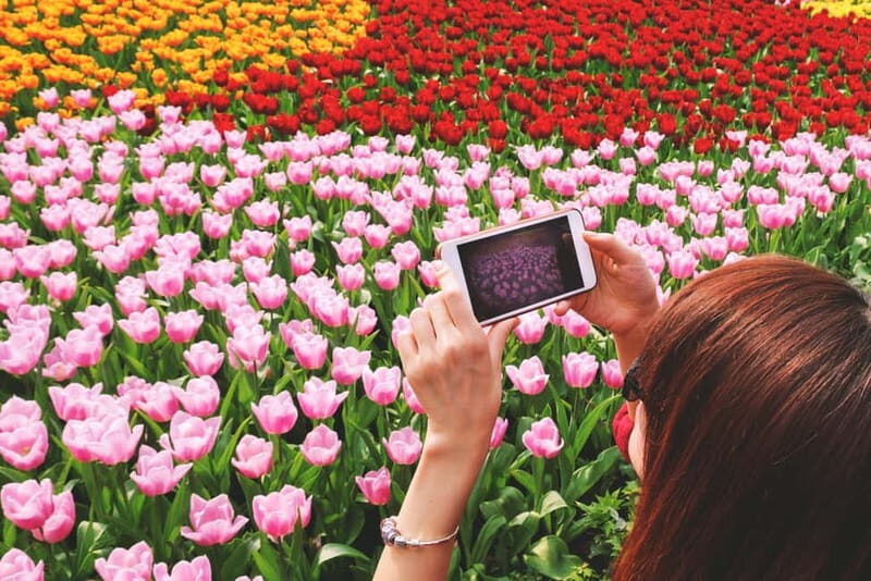 From Amsterdam: Keukenhof Tulips, Windmills & Volendam - An In-Depth Look at the Experience