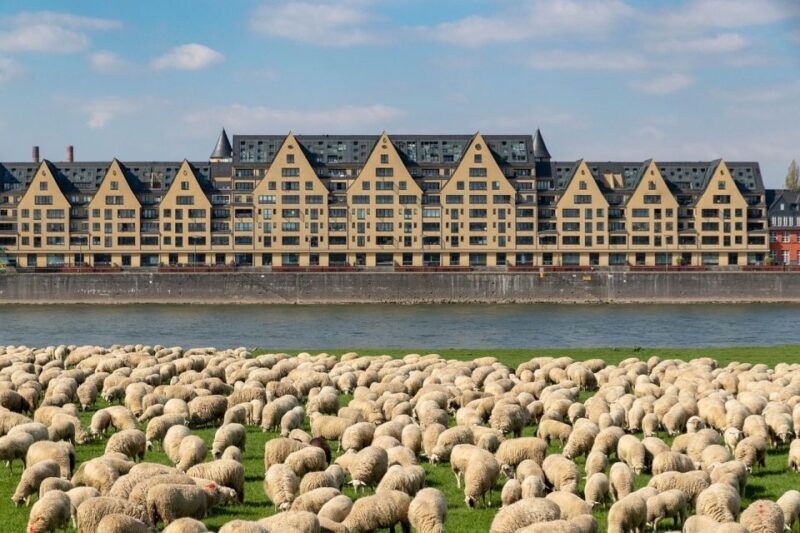 From Amsterdam: Private Sightseeing Day Trip to Cologne - Who Will Love This Tour?