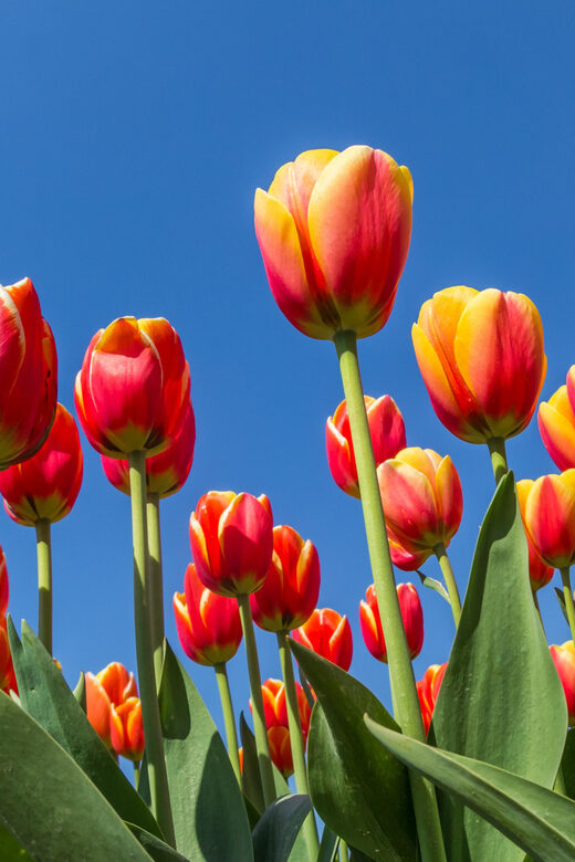 From Amsterdam: take the famous Tulip route tour - A Full Breakdown of the Tulip Route Experience