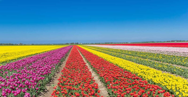 From Amsterdam: take the famous Tulip route tour - Insights from Reviews: What Past Participants Say