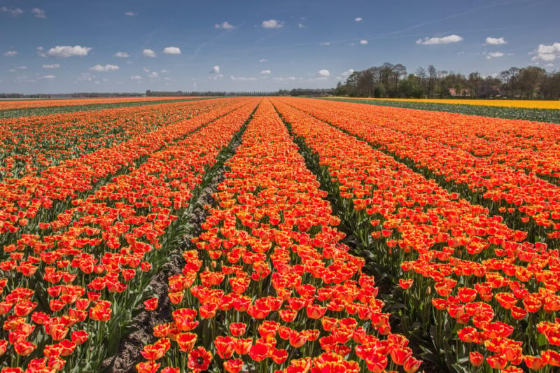 From Amsterdam: take the famous Tulip route tour - Who is This Tour Best For?