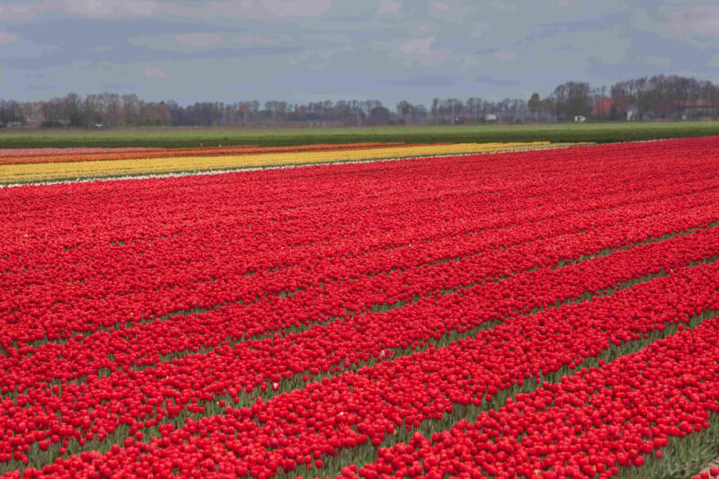 From Amsterdam: take the famous Tulip route tour - The Sum Up