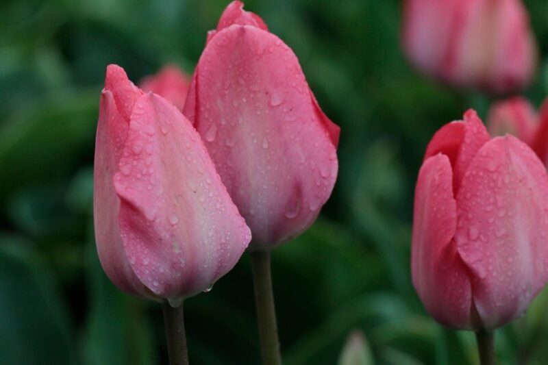 From Amsterdam: Tulip Fields of Holland Tour - A Deep Dive into the Tulip Fields of Holland Tour