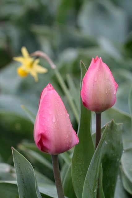 From Amsterdam: Tulip Fields of Holland Tour - Who Will Enjoy This Tour?