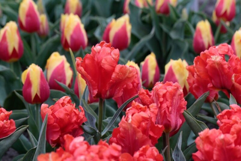 From Amsterdam: Tulip Fields of Holland Tour - FAQs