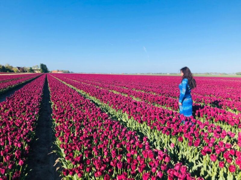 From Amsterdam: Tulip Tour Keukenhof & City Tour Delft - Practical Details: What to Expect