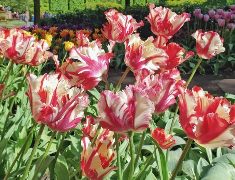 From Amsterdam: Tulip Tour Keukenhof & City Tour Delft - The Best Fit for This Tour