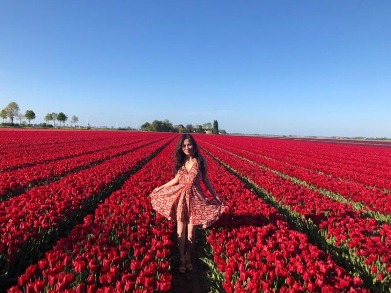 From Amsterdam: Tulip Tour Keukenhof & City Tour Delft - The Sum Up