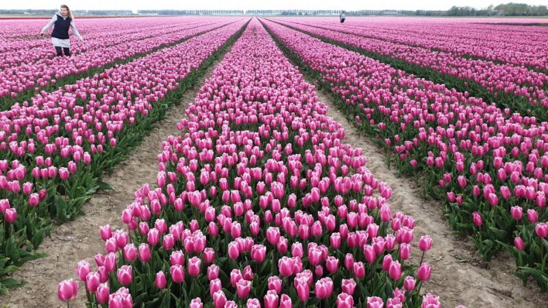 From Amsterdam: Tulip Tour Keukenhof & City Tour Delft - FAQ